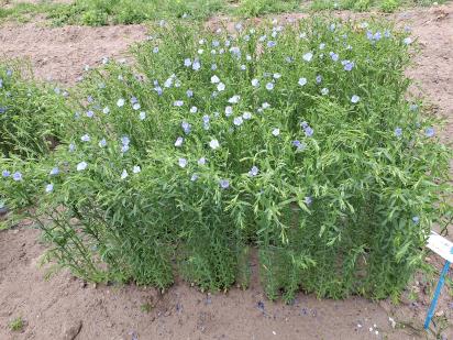 Click for 1 image(s) for this accession.